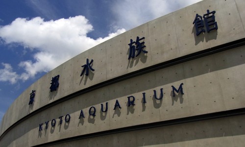 京都水族館に行ってイルカショー見てきた! 京都水族館に行ってイルカショー見てきた!