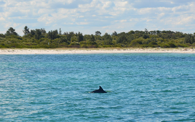 portstephans dolphin